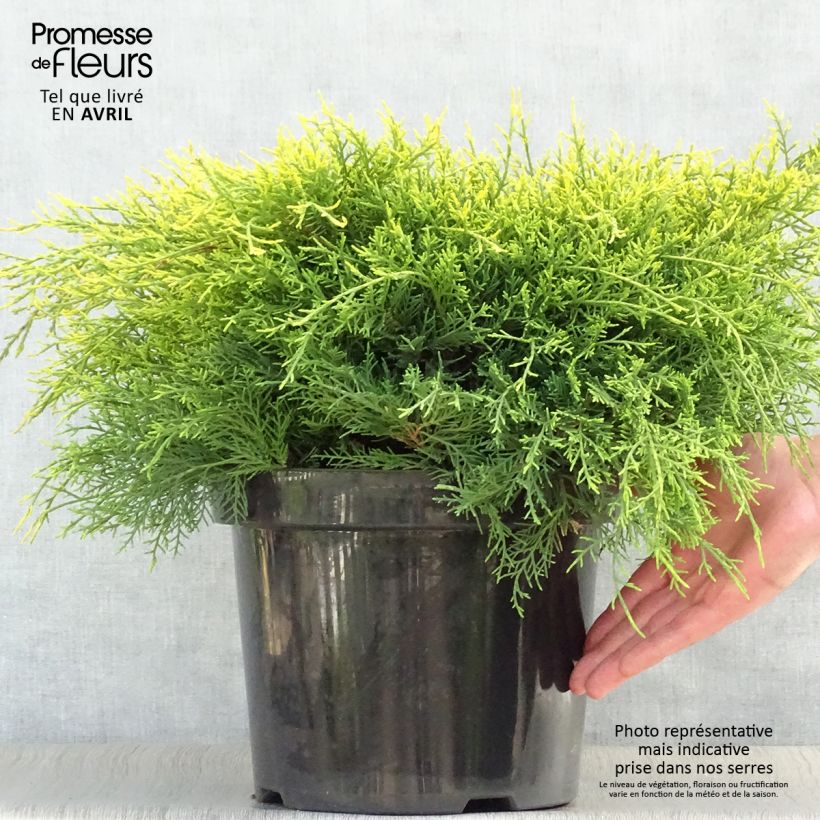 Juniperus pfitzeriana Gold Coast - Ginepro Vaso da 7,5L/10L esemplare consegnato in primavera