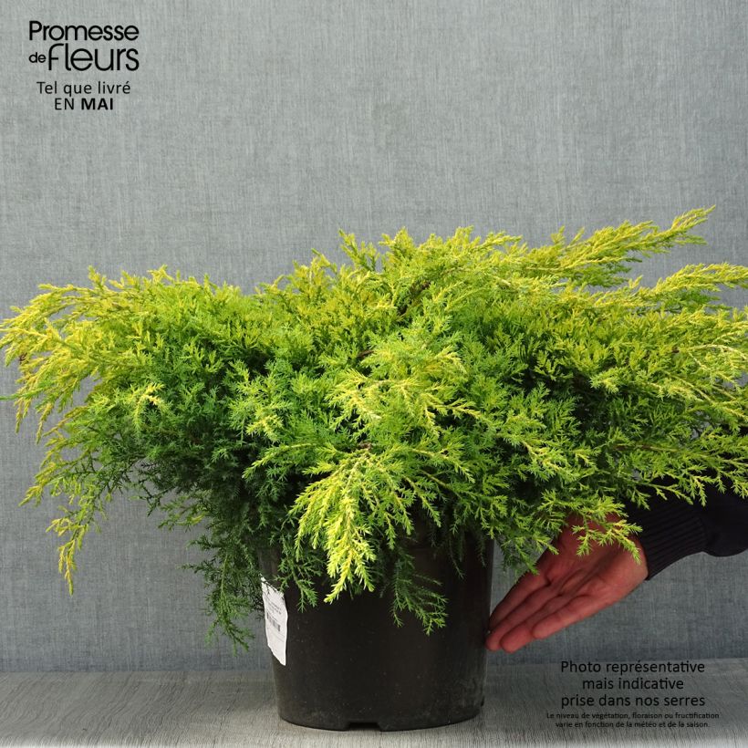 Juniperus pfitzeriana Gold Star - Ginepro Vaso da 7,5L/10L esemplare consegnato in primavera