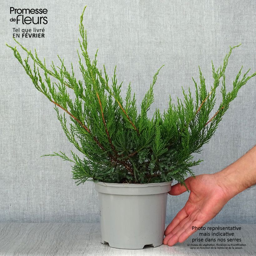 Esemplare di Juniperus media Mint Julep - Ginepro Vaso da 2L/3L come consegnato in autunno