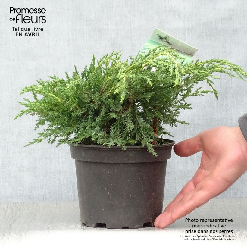 Juniperus media Pfitzeriana Aurea - Ginepro Vaso da 2L/3L esemplare consegnato in primavera