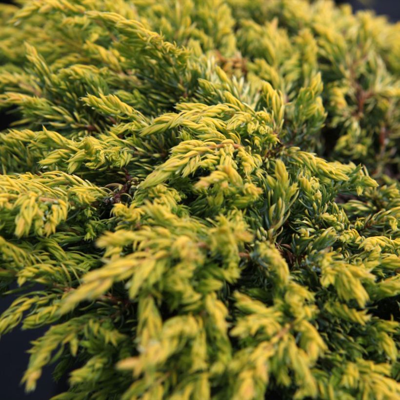 Juniperus communis Goldschatz - Ginepro comune (Foliage)