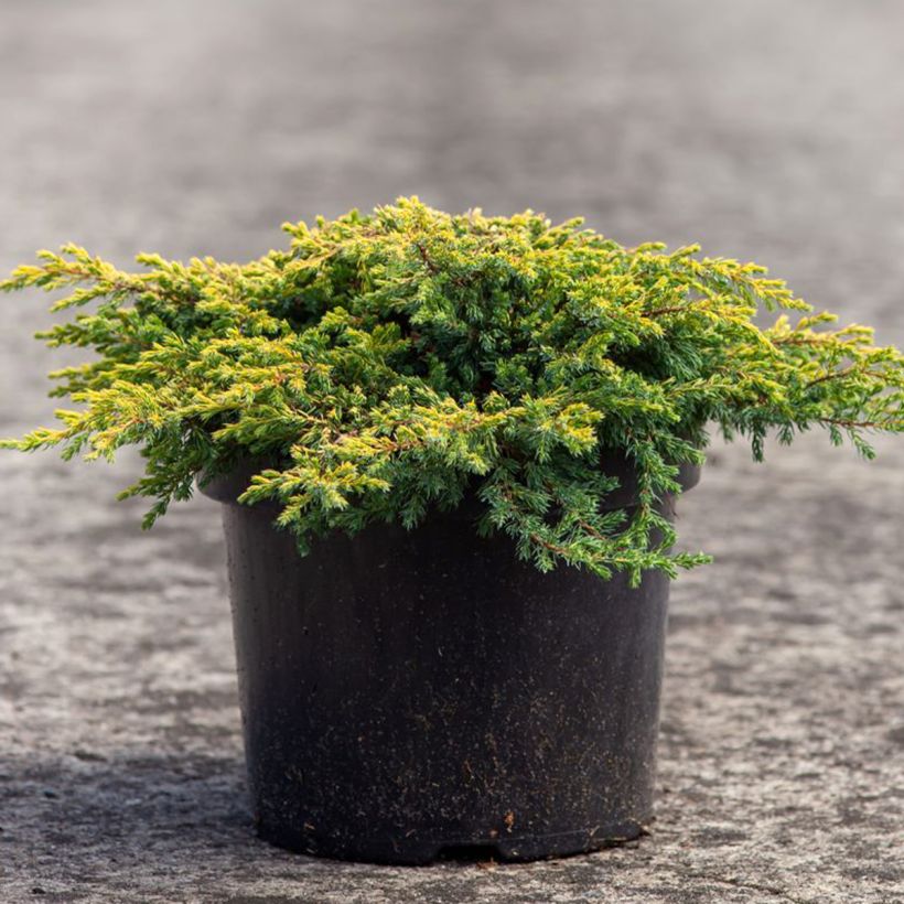 Juniperus communis Goldschatz - Ginepro comune (Plant habit)