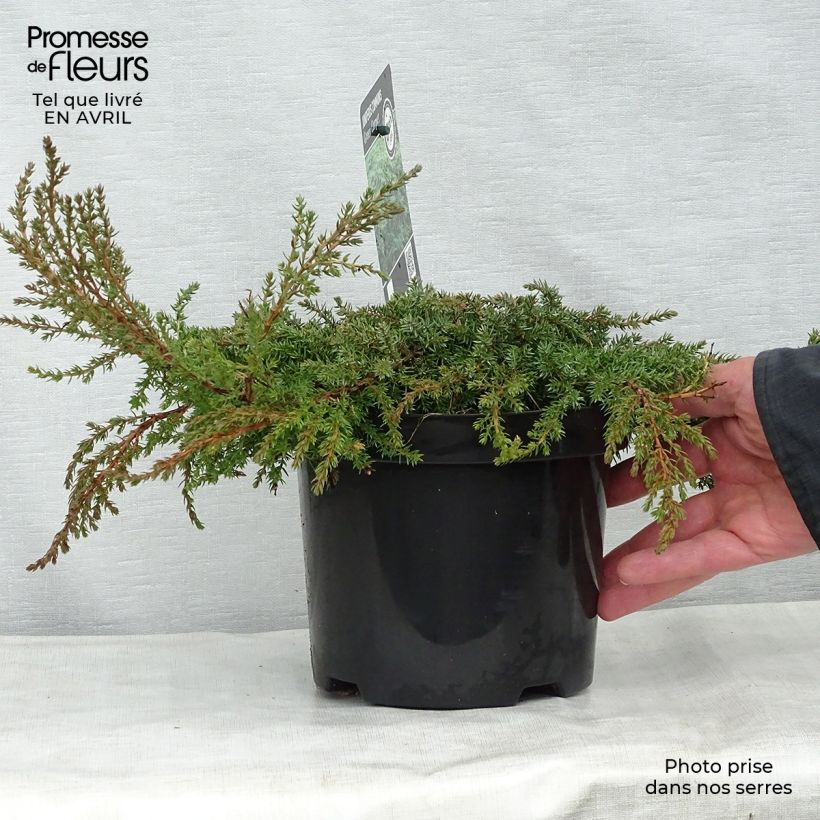 Example of Juniperus communis Green Carpet - Ginepro comune Vaso da 2L/3L as you get in printemps