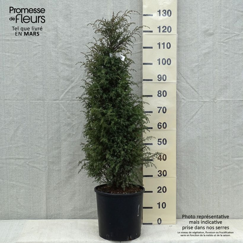 Juniperus communis Pyramidalis - Ginepro comune Vaso da 12L/15L esemplare consegnato in primavera