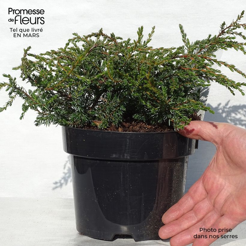 Example of Juniperus communis Repanda - Ginepro comune Vaso da 2L/3L as you get in printemps