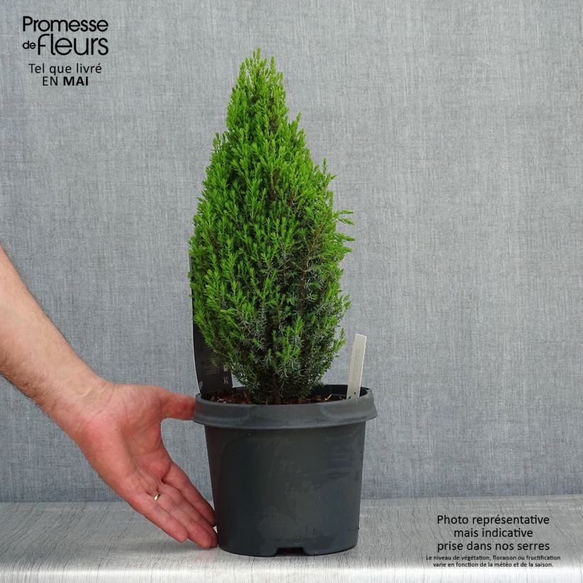 Juniperus communis Compressa - Ginepro comune Vaso da 2L/3L esemplare consegnato in primavera