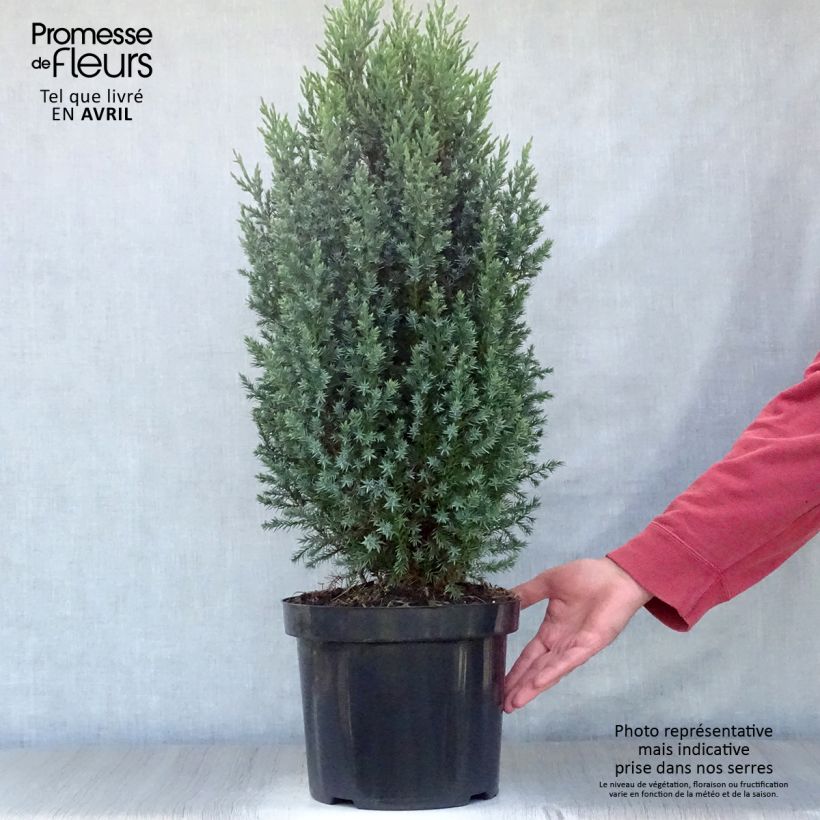 Juniperus chinensis Stricta - Ginepro cinese Vaso da 7,5L/10L esemplare consegnato in primavera