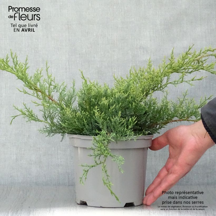 Juniperus pfitzeriana Glauca - Ginepro Vaso da 2L/3L esemplare consegnato in primavera