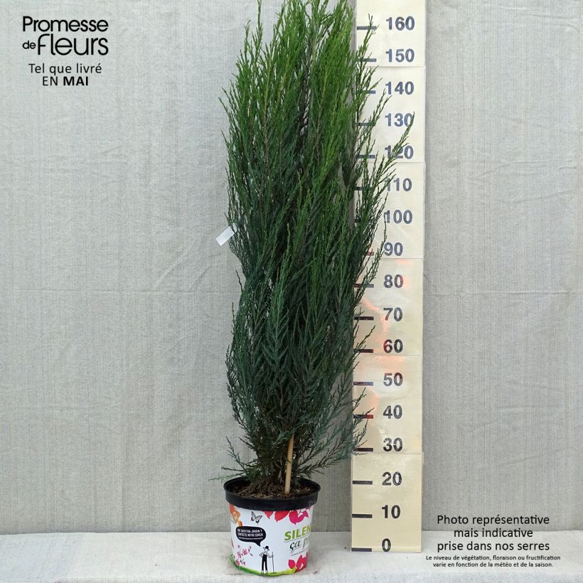 Example of Juniperus scopulorum Blue Arrow - Ginepro Vaso da 6L/7L as you get in printemps