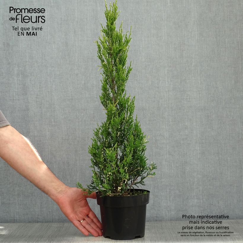 Example of Juniperus scopulorum Blue Ivory - Ginepro Vaso da 2L/3L as you get in printemps