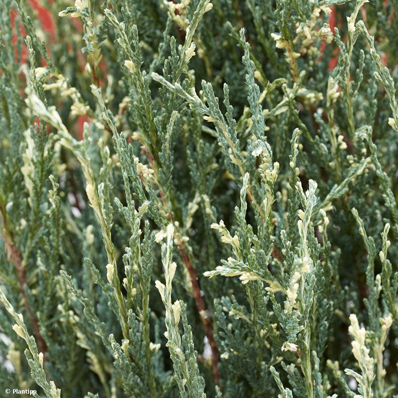Juniperus scopulorum Blue Ivory - Ginepro (Foliage)