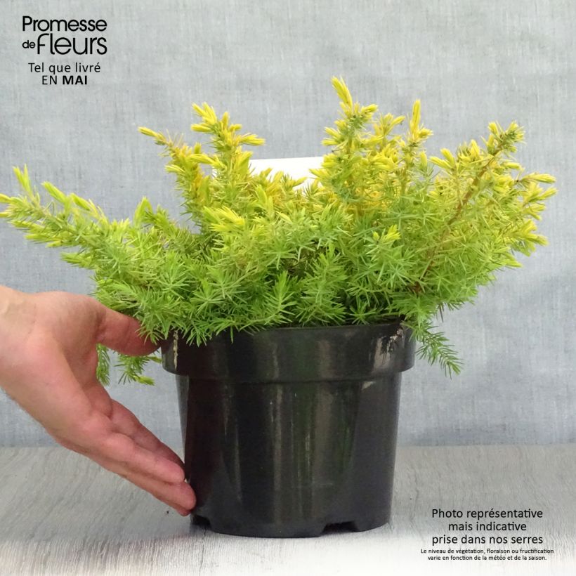 Example of Juniperus conferta All Gold - Ginepro Vaso da 2L/3L as you get in printemps