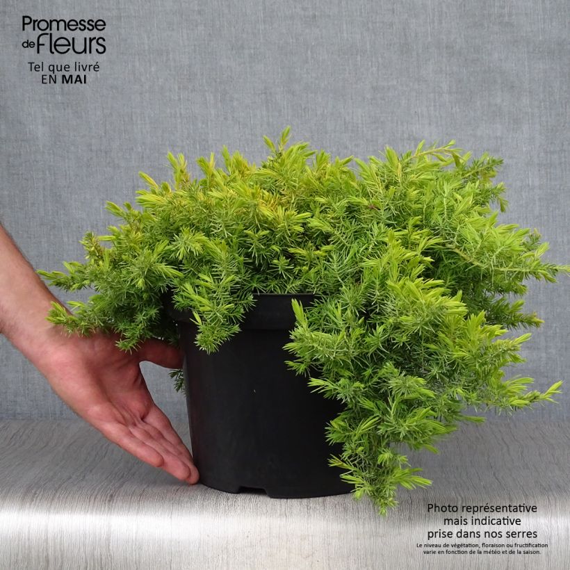 Example of Juniperus conferta All Gold - Ginepro Vaso da 7,5L/10L as you get in printemps
