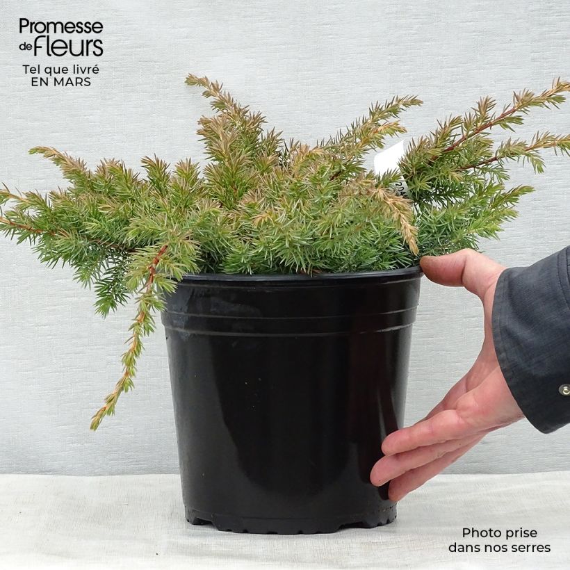 Juniperus conferta Schlager - Ginepro Vaso da 4L/5L esemplare consegnato in primavera