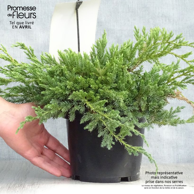 Juniperus squamata Blue Carpet - Ginepro Vaso da 2L/3L esemplare consegnato in primavera