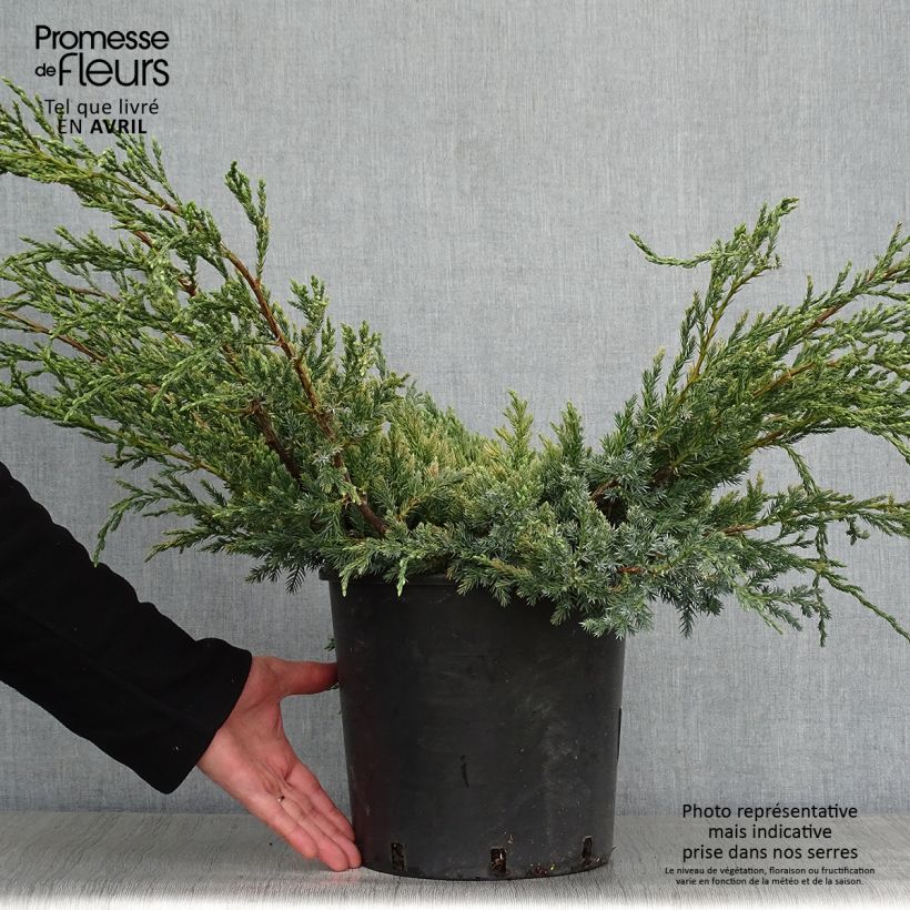 Juniperus squamata Blue Carpet - Ginepro Vaso da 4L/5L esemplare consegnato in primavera