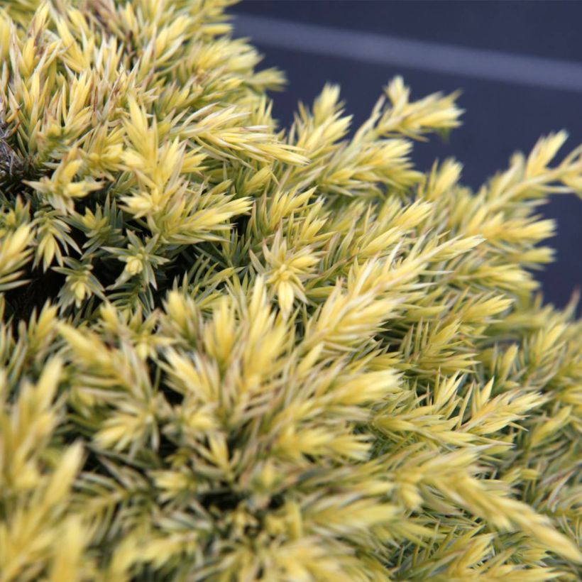 Juniperus squamata Dream Joy - Ginepro (Fogliame)