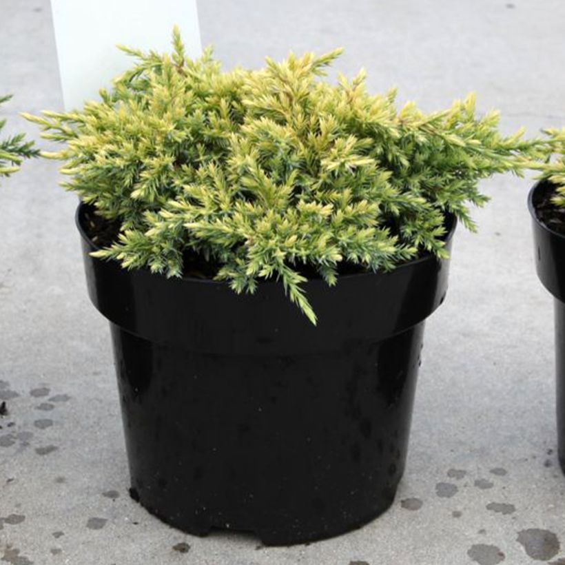 Juniperus squamata Dream Joy - Ginepro (Porto)