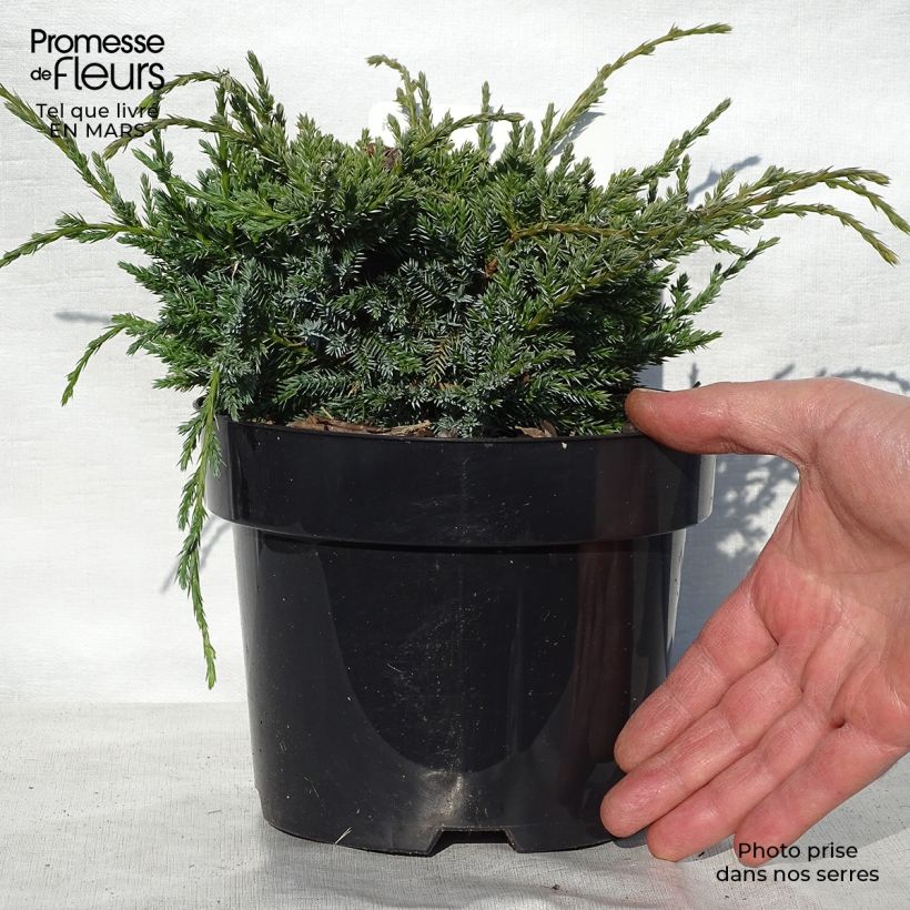 Juniperus squamata Holger - Ginepro Vaso da 2L/3L esemplare consegnato in primavera