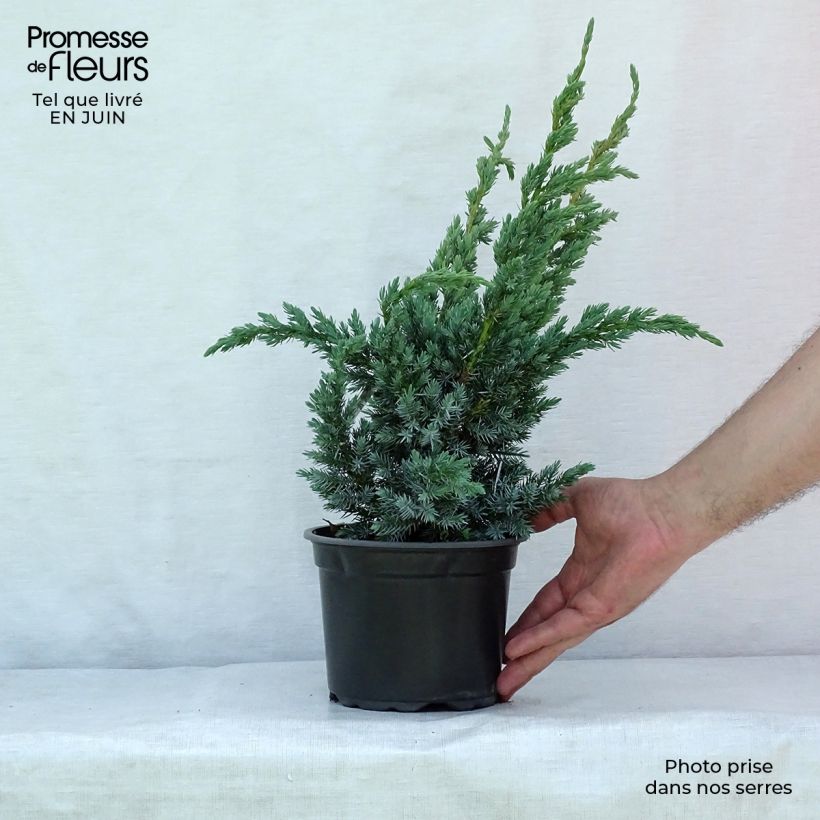Esemplare di Juniperus squamata Meyeri - Ginepro Vaso da 3L/4L consegnato in estate