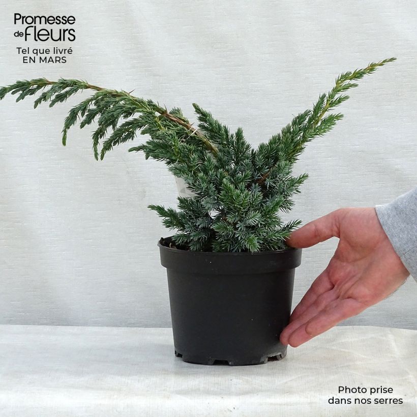 Example of Juniperus squamata Meyeri - Ginepro Vaso da 3L/4L as you get in printemps