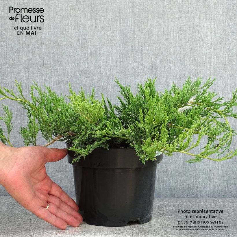 Juniperus horizontalis Agnieszka - Ginepro strisciante Vaso da 2L/3L esemplare consegnato in primavera