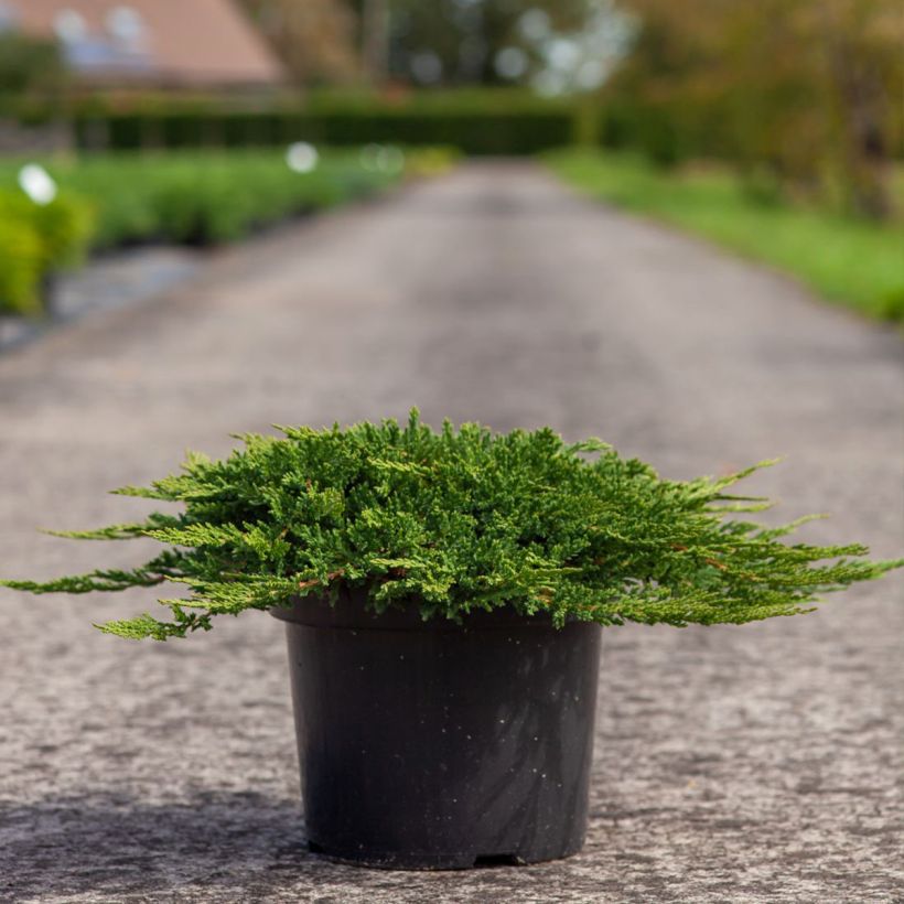 Juniperus horizontalis Prince Of Wales - Ginepro strisciante (Plant habit)