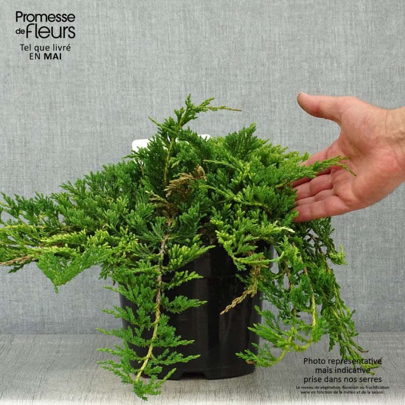 Example of Juniperus horizontalis Prince Of Wales - Ginepro strisciante Vaso da 2L/3L as you get in printemps