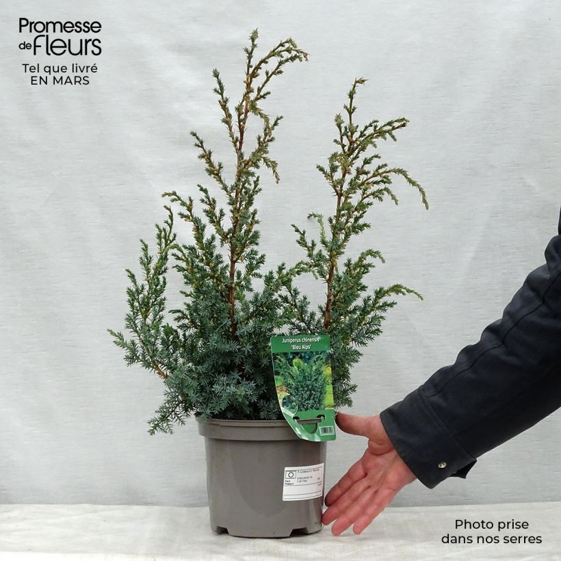 Juniperus chinensis Blaauw - Ginepro cinese Vaso da 2L/3L esemplare consegnato in primavera