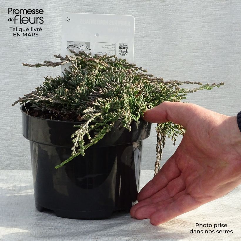 Juniperus horizontalis Icee Blue - Ginepro strisciante Vaso da 2L/3L esemplare consegnato in primavera