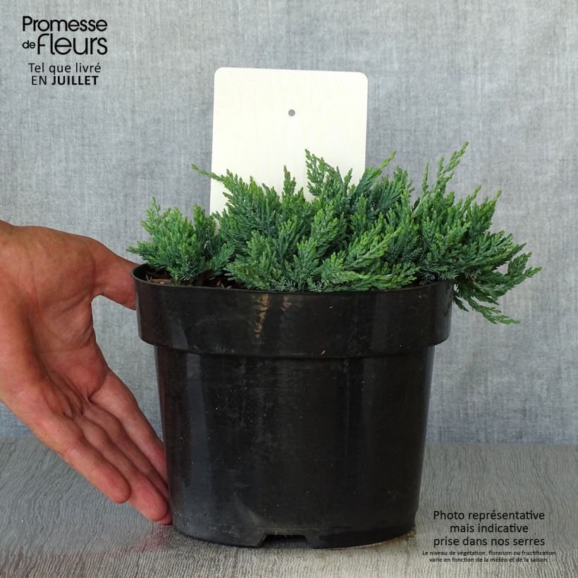 Esemplare di Juniperus horizontalis Wiltonii - Ginepro strisciante Vaso da 2L/3L consegnato in estate