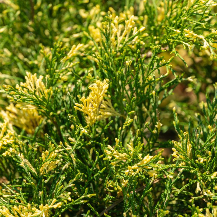 Juniperus sabina Variegata - Ginepro sabino (Foliage)