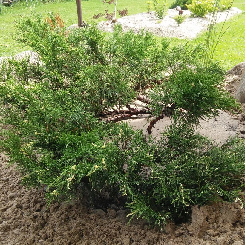 Juniperus sabina Variegata - Ginepro sabino (Plant habit)