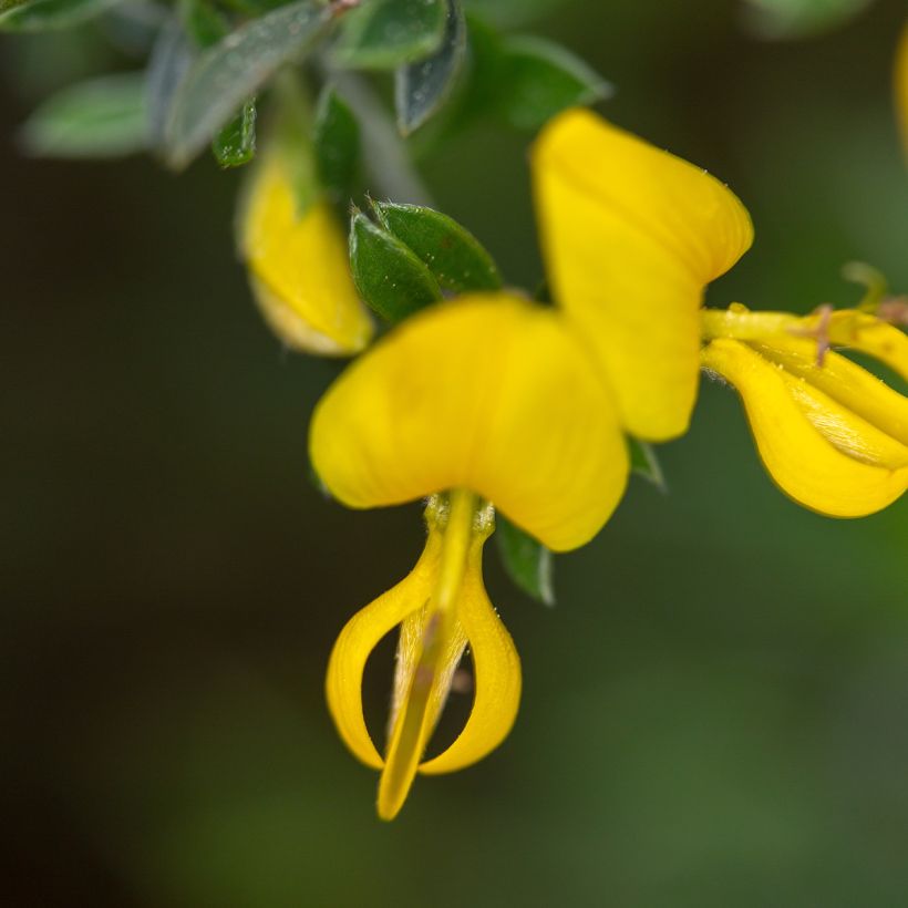 Genista pilosa Vancouver Gold - Ginestra tubercolosa (Fioritura)