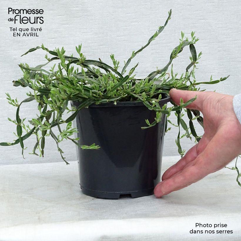 Example of Genista sagittalis - Ginestra alata Vaso da 2L/3L as you get in printemps
