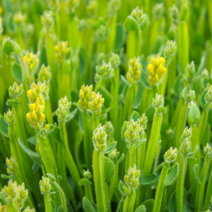 Genista sagittalis - Ginestra alata (Foliage)