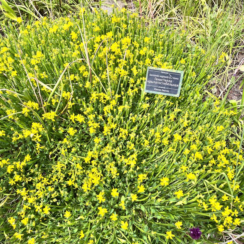 Genista sagittalis - Ginestra alata (Plant habit)