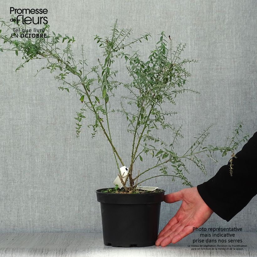 Esemplare di Genista tinctoria Royal Gold - Ginestra minore Vaso da 1,5L/2L come consegnato in autunno