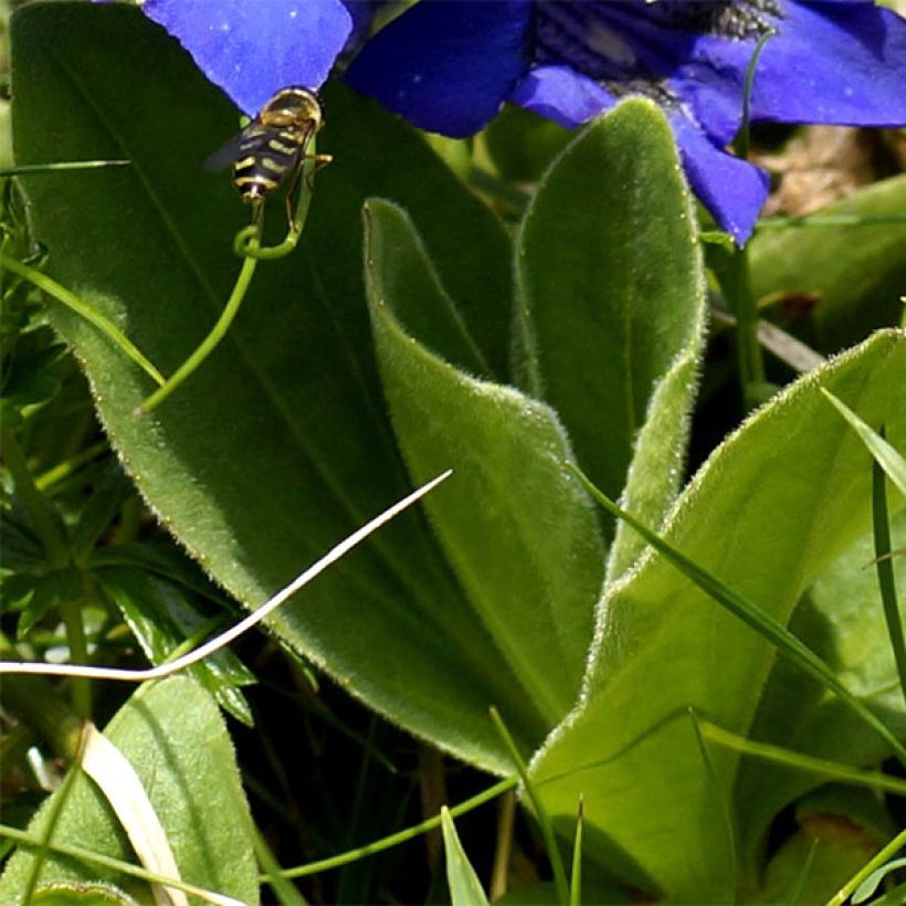 Gentiana acaulis - Genziana di Koch (Fogliame)