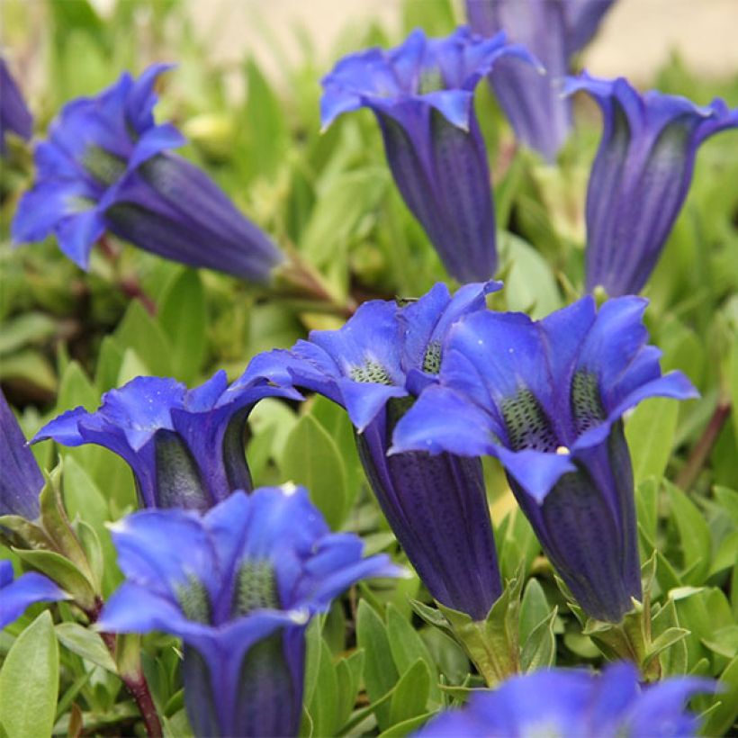 Gentiana acaulis - Genziana di Koch (Fioritura)