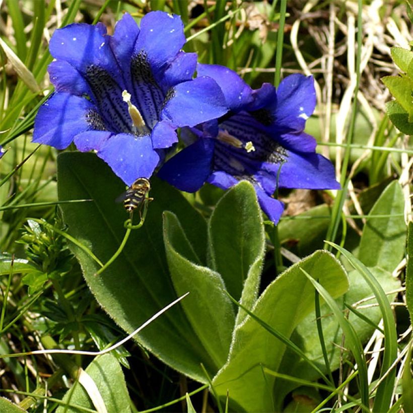 Gentiana acaulis - Genziana di Koch (Porto)