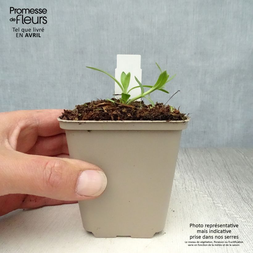 Gentiana cruciata - Genziana crociata Vasetto da 8/9 cm esemplare consegnato in primavera