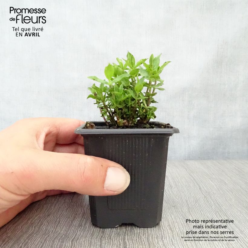 Gentiana Little Pinkie - Genziana Vasetto da 8/9 cm esemplare consegnato in primavera