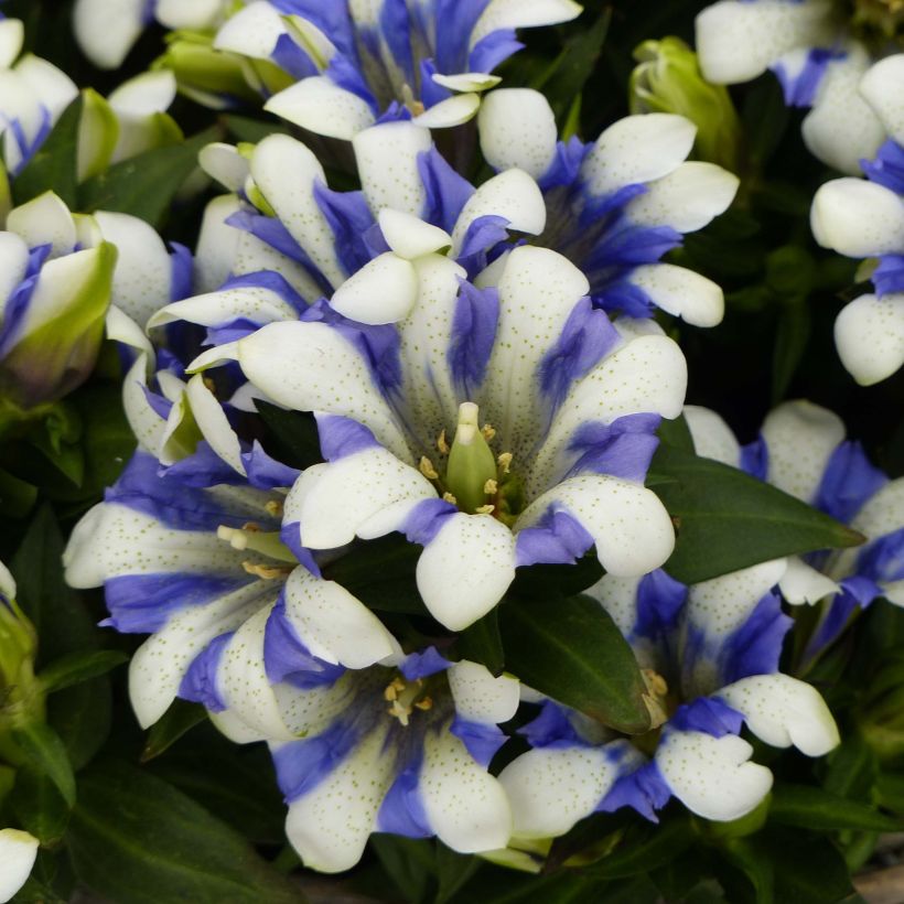 Gentiana scabra Royal Stripes - Genziana (Flowering)