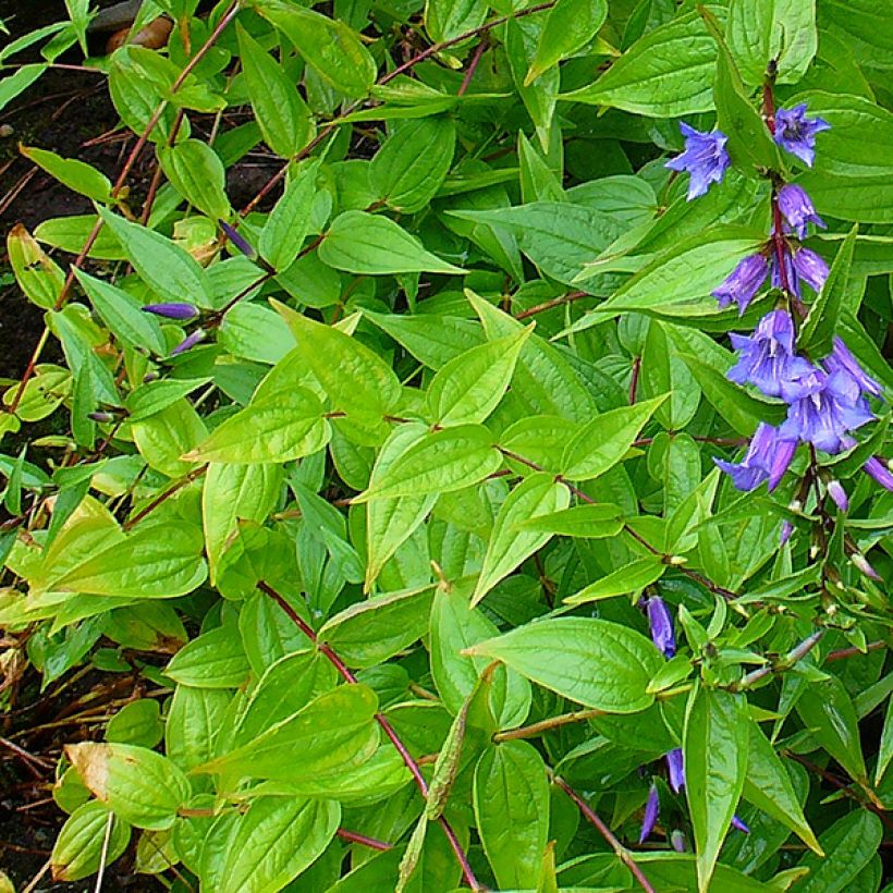 Gentiana asclepiadea - Genziana asclepiade (Fogliame)