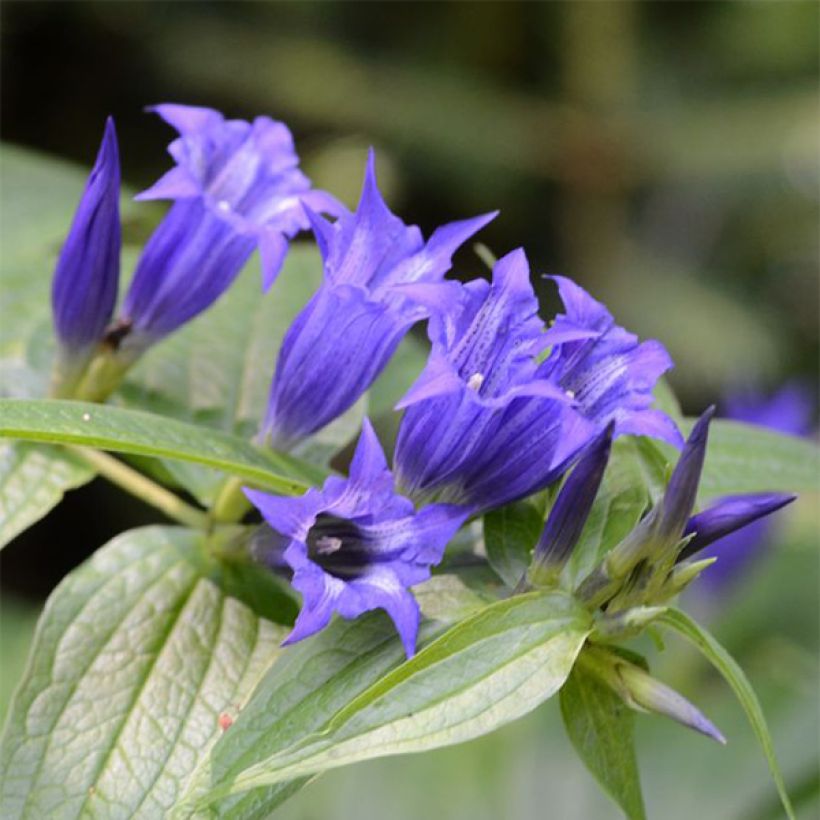 Gentiana asclepiadea - Genziana asclepiade (Fioritura)