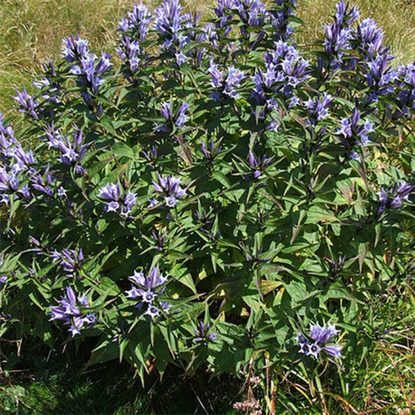 Gentiana asclepiadea - Genziana asclepiade (Porto)