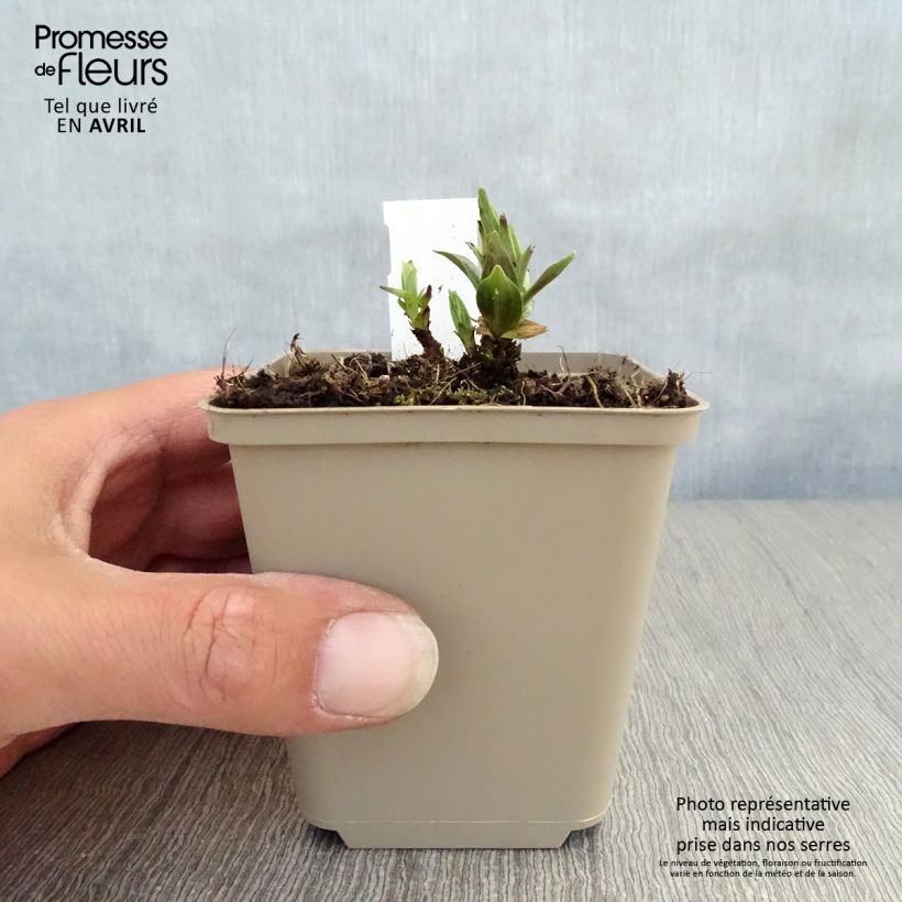 Gentiana asclepiadea - Genziana asclepiade Vasetto da 8/9 cm esemplare consegnato in primavera