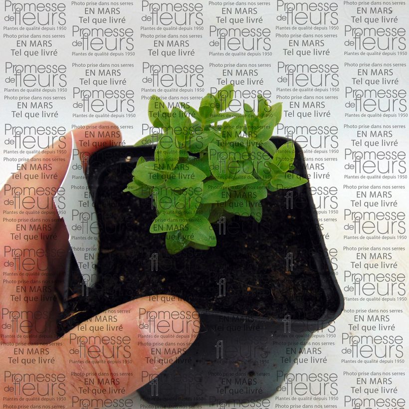 Example of Gentiana scabra Royal Stripes - Genziana Vasetto da 8/9 cm as you get