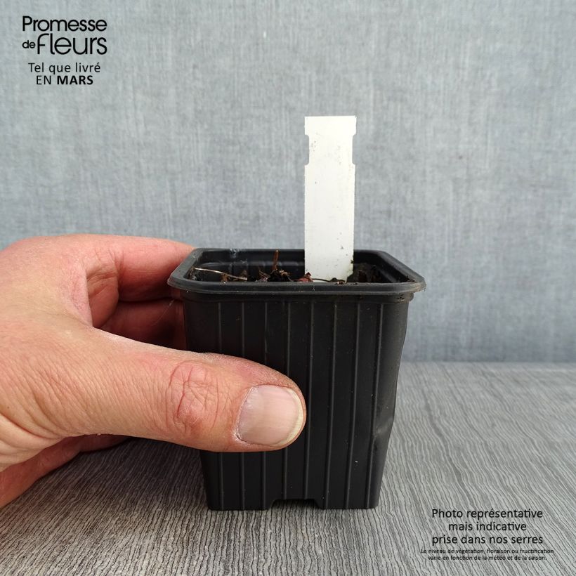 Geranium All Summer Blue Vasetto da 8/9 cm esemplare consegnato in inverno